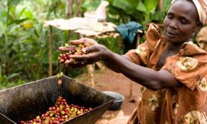 Kávé - Amit a kávéról tudni kell