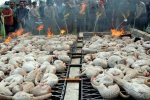 Megdöbbentő méretű a tobzoskák illegális kereskedelme