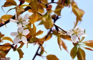 Japán űrhajósok több száz cseresznye magot vittek 2008-2009-ben a nemzetközi űrállomásra, majd visszatérve Japán különböző részein (14 helyszínen) ültették el azokat óvodák közelébe.