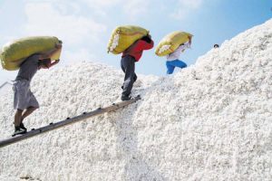 Génmódosított növényekkel próbálkoznak Kínában