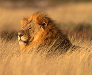 DNS-vizsgálattal derítették ki a mai oroszlánok eredetét