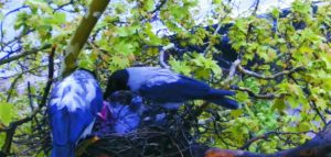 Dolmányos varjú - varjakat figyelhetünk az interneten