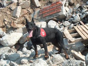 JULIUS-K9 mentőkutya bajnokságot rendeznek Biatorbágyon 2014. május 10-11-én a Mancs és a Kézben Egyesület szervezésében.