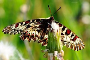 Lepkék éjszakája a nyíregyházi Sóstói-erdőben