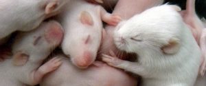Egereken tesztelték - a természetes születés erősíti az immunrendszert