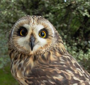 Kisalföldi homokpuszta - ritka pókfaj és új madárfaj