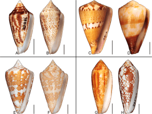 Az ősi kagylók UV-fényben színesek