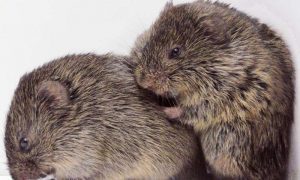 A préripockok megvigasztalják egymást