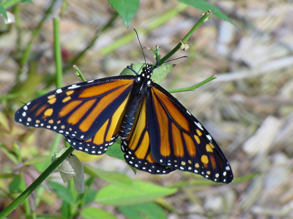 A pompás királylepke hosszú vándorútja
