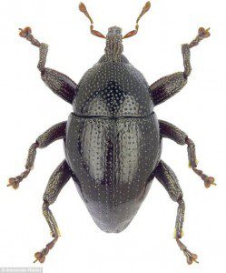 Újonnan felfedezett bogár - Csubakka a neve