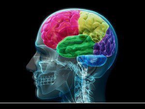 A kétnyelvűség stimulálja az agyműködést.