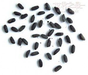 a világ legrégebbi rizsföldje