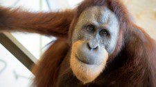 Egy orangután utánozza az emberi beszédet
