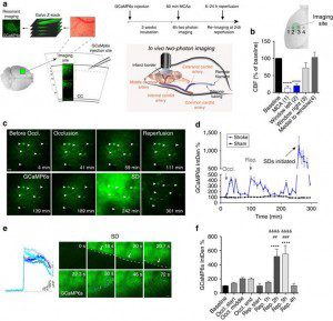 Mi folyik az agyunkban?