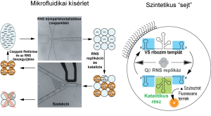 Új eredmények az élet keletkezésének kutatásában