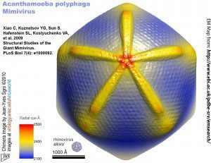 Óriásvírusok vizsgálatát végzik az ELTE kutatói