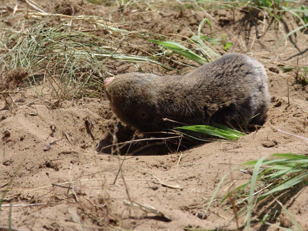 A bajai földikutya-rezervátum már természetvédelmi terület 