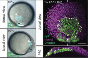 Az idegrendszer fejlődésének új eredményei