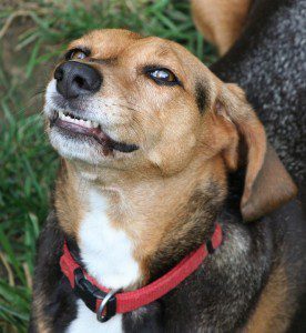 Kutyamorgás, kutyabeszéd