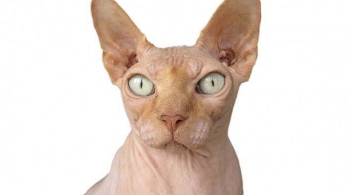 Macska evolúció és térhódítás