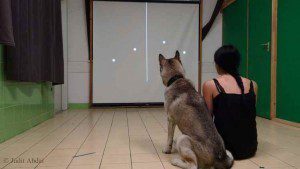 Élő vagy élettelen? A kutyák emberien észlelik