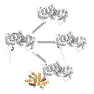 A fehérjeműködés szabályozásának szerkezeti háttere