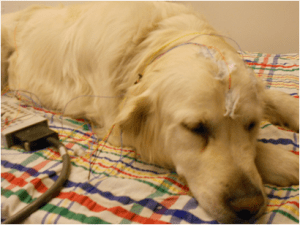 Egy új magyar tanulmány azonban feltárta, hogy a kutyák alvási orsói sokkal hasonlóbbak az emberéhez, mint azt korábban feltételezték.