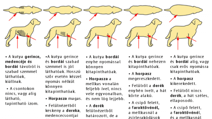 Egyre több a túlsúlytól szenvedő kutya