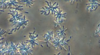 Új baktériumnemzetséget izoláltak és írtak le Siculibacillus lacustris néven, meghatározva annak teljes génállományát.