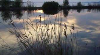 Algainvázió a Balatonon