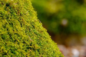 A moha puha, nedvszívó és tele van jóddal, ami természetes csíragyilkos.