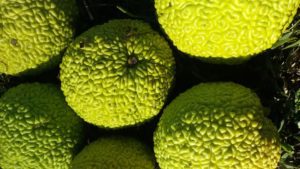 A narancseperről azt mondják, hogy ez az egyik legjobb törlőkendő, de csak egy kis ideig.