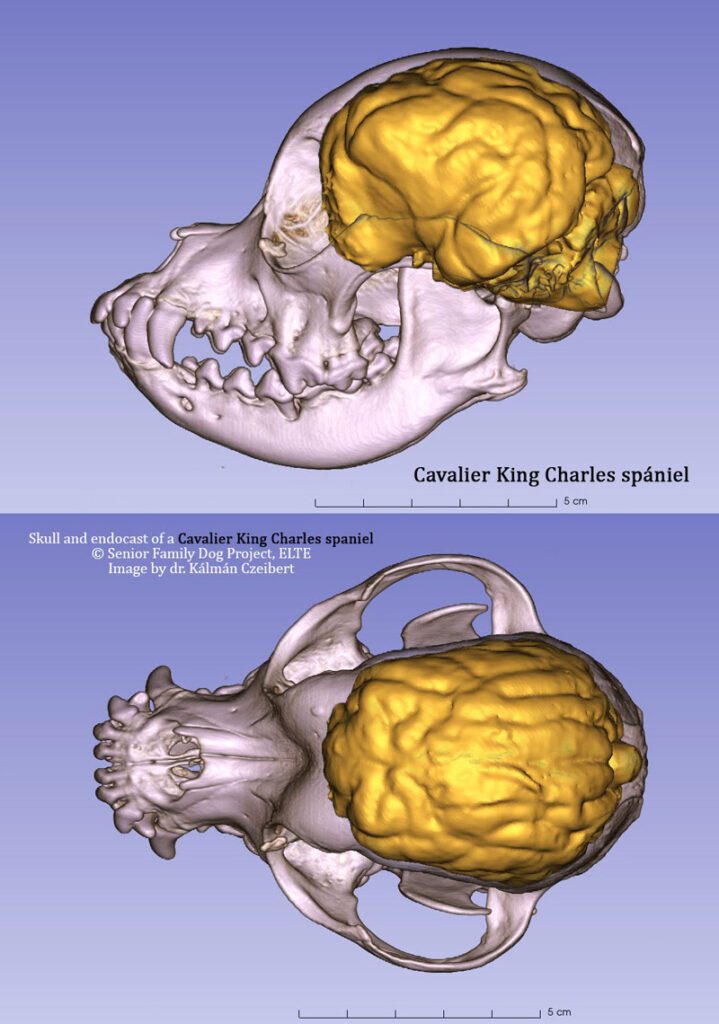 A kutatás egyik fő célja a tudományos ismeretterjesztés volt.