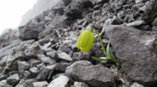 Fritillaria delavayi - Ember és növény találkozása az evolúciós hadszintéren