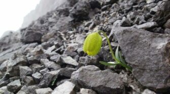 Fritillaria delavayi - Ember és növény találkozása az evolúciós hadszintéren