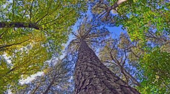 Fafelmérésbe fogott a Google a Tree Canopy Lab csoportjával!