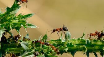 Az első magyar hangyanév-katalógus