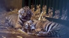 Tigriskölykök születtek a Budapesti Állatkertben