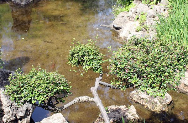 Japán kertkultúra – a folyó útja