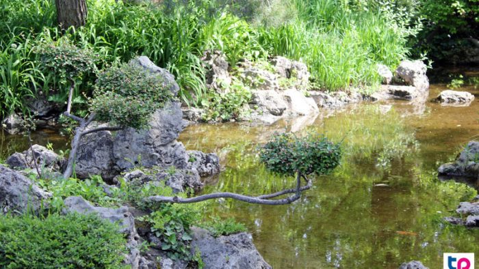 a kövek, amik Budáról származnak és a fogaskerekű építésekor szekéren hozták őket