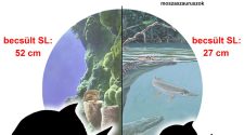 őslénytani szenzáció - A sümegi és iharkúti leletek méretbeli különbségének okai (Szabó és mtsai., 2025 után módosítva)