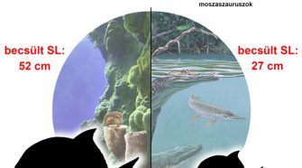 őslénytani szenzáció - A sümegi és iharkúti leletek méretbeli különbségének okai (Szabó és mtsai., 2025 után módosítva)