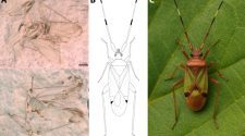 Az illusztráción: A: a pulai őspoloska, a Pulafulvius pliocenicus maradványa. B: A példány habitusrajza. C: Az új faj mesterséges intelligenciával készített rekonstrukciója.