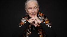 91 éves korában elhunyt Dr. Jane Goodall
