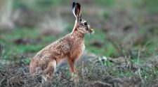 Veszélyben vannak a mezei nyulak?