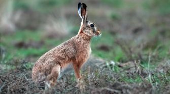 Veszélyben vannak a mezei nyulak?
