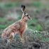 Veszélyben vannak a mezei nyulak?