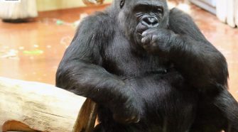 Gorillák hangja testközelből a Fővárosi Állatkertben - TudományPláza