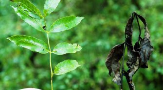 Kőrispusztulás – A kőrisfák csendes válsága