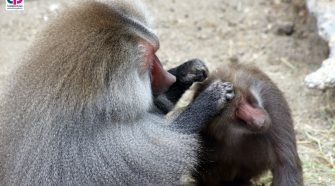 Ketten egy jeggyel a Budapesti Állatkertbe